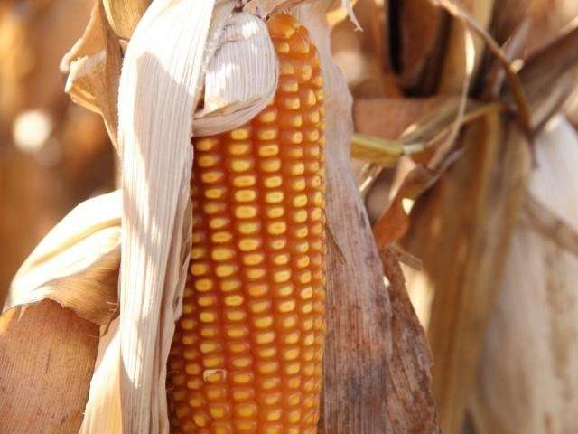 Colheita do milho safrinha j&aacute; alcan&ccedil;a 126 mil hectares em MS