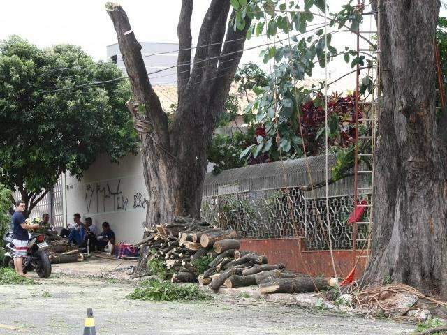 Moradores se unem para podar e retiram &aacute;rvores com risco de cair