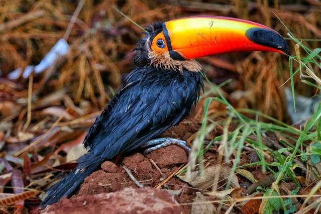 Tucano ferido &eacute; resgatado por moradores de bairro da Capital