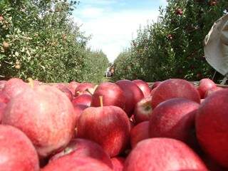 Anualmente são colhidas cerca de 20 mil toneladas de maçã. (Foto: BR Turismo)