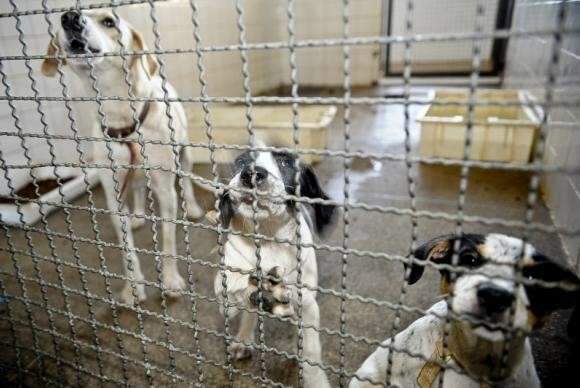 C&acirc;mara aprova projeto que criminaliza maus-tratos a c&atilde;es e gatos