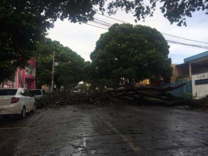Quedas de árvores durante chuva rápida deixam ruas bloqueadas no centro