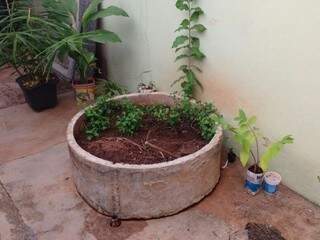 Terras adubadas são usadas por família para plantio de ervas e hortaliças em vasos em todo o quintal