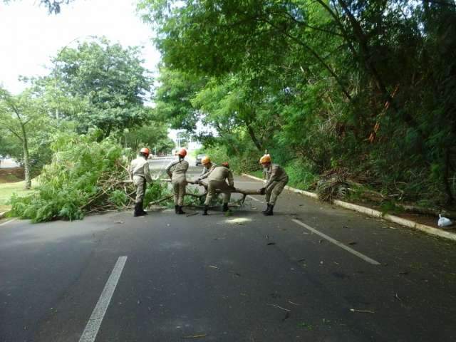 Galho cai e atinge ve&iacute;culo na avenida Ricardo Brand&atilde;o 
