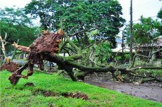 Outra árvore arrancada pelo vento de 45 km por hora desta terça-feira (Foto: Eliel Oliveira)
