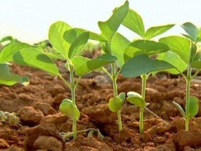 Plantio da soja atrasa em mais de 30% e preocupa lideran&ccedil;as rurais