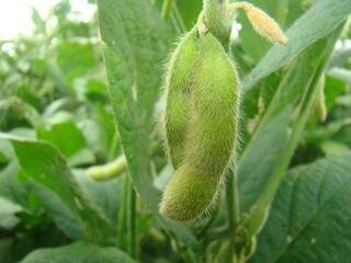 Pesquisador analisou três tipos de soja cultivadas no Estado. (Foto: Embrapa)