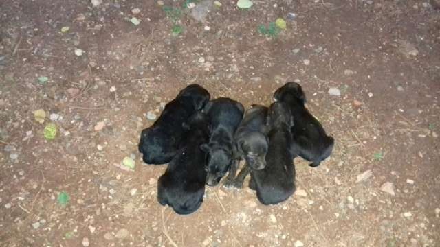 V&Iacute;DEO: seis filhotes s&atilde;o resgatados em fossa desativada em Corumb&aacute;