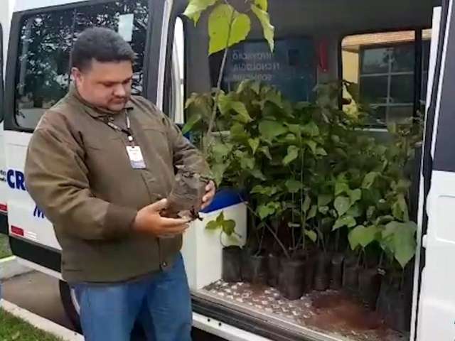 No Dia do Meio Ambiente, Crea distribui mudas para estimular plantio