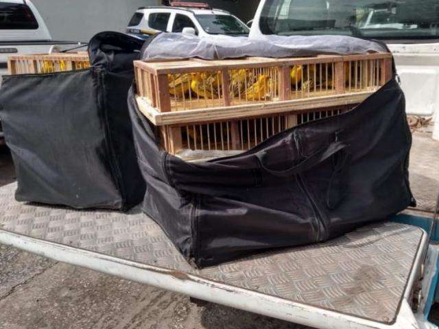 Mulher &eacute; presa e multada em R$ 34 mil por esconder can&aacute;rios-peruanos em casa