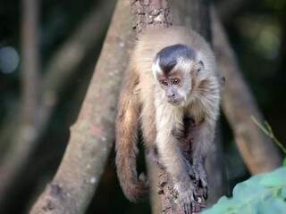 Macacos não têm culpa por febre amarela, alerta quem vive perto deles