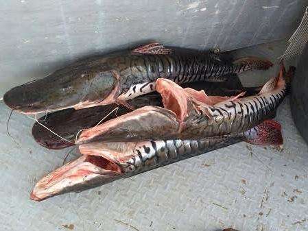 PMA flagra pescadores irregulares, prende 6 e aplica multa de R$ 9 mil