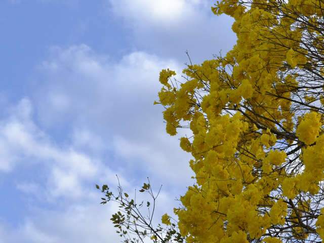  Ter&ccedil;a-feira tem c&eacute;u azul e poucas nuvens, umidade baixa e ip&ecirc;s em alta