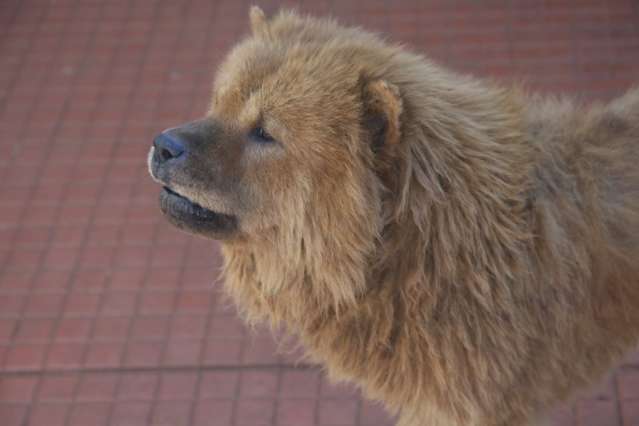 Justi&ccedil;a pro&iacute;be eutan&aacute;sia de c&atilde;es na Capital e considera algo da Idade M&eacute;dia
