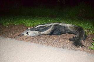 O tamanduá-bandeira, que está na lista de animais em extinção, acabou morrendo. (Foto: Maikon Leal)