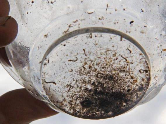 M&eacute;dia di&aacute;ria de novos casos de dengue cai 47% em Campo Grande 