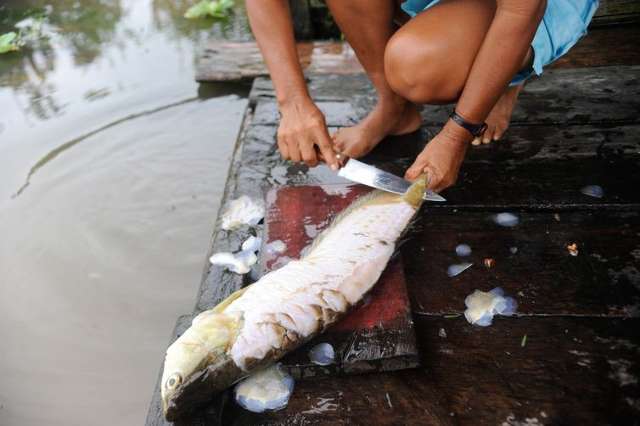 Pesquisa indica peixes que podem ser consumidos por brasileiros