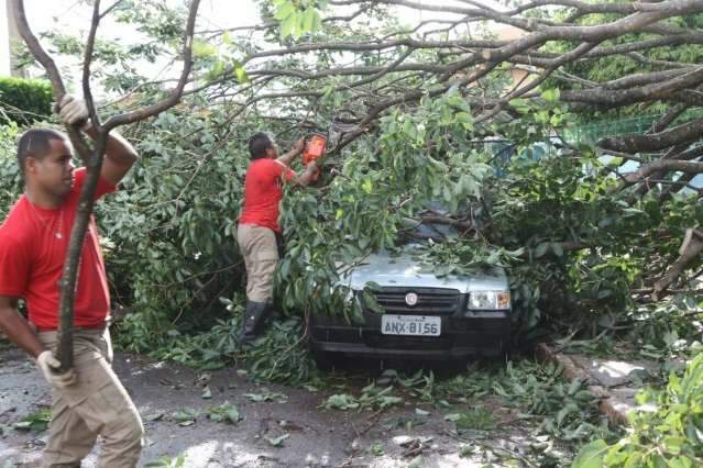 Moradores falam em &ldquo;tornado&rdquo;; &aacute;rvore atinge carros, poste e orelh&atilde;o