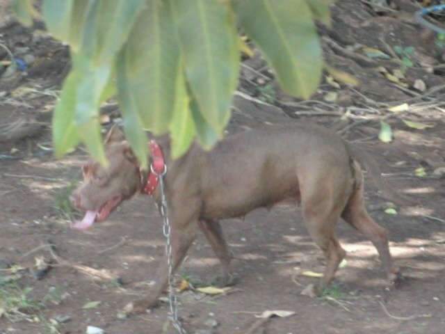  Cadela da ra&ccedil;a pit bull ataca adolescente de 14 anos em Dourados