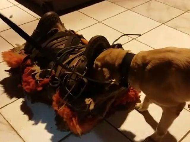 Com ajuda de c&atilde;es farejadores, pol&iacute;cia encontra droga em sela de montaria