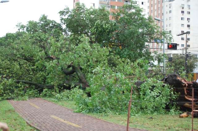 Queda de &aacute;rvore causa estrondo e assusta trabalhadores no Centro