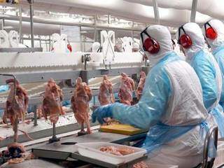 Frigoríficos de frango em MS estão na lista dos proibidos de exportar para UE