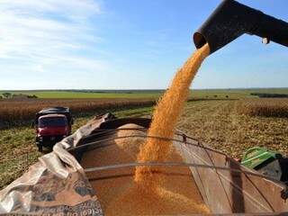Colheita do milho está em ritmo abaixo ao do ano passado em MS (Foto: Arquivo)