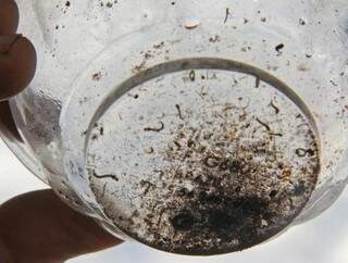 Larvas do aedes aegypti, agente transmissor da dengue. (Foto: Marcos Ermínio)