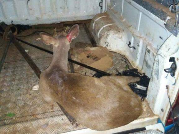 PMA resgata veado com as patas quebradas no Parque dos Poderes