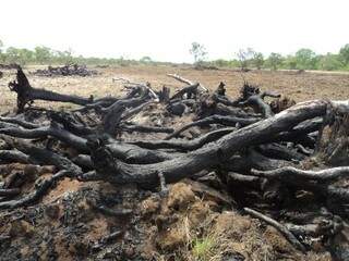 A vegetação foi queimada ilegalmente. (Foto: divulgação/PMA)