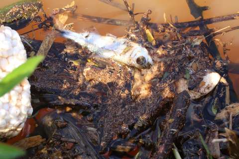 Peixes mortos e até remédio poluem margem de lago do Parque das Nações
