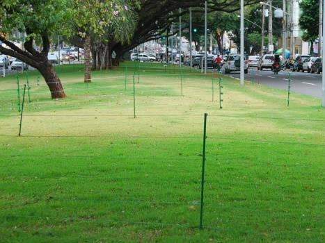 Desleixo faz canteiro da Afonso Pena virar 'campo minado' de formigueiros