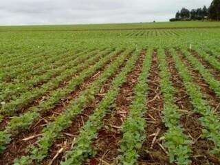 Queda de juros para cr&eacute;dito rural beneficia 2 mil produtores de MS