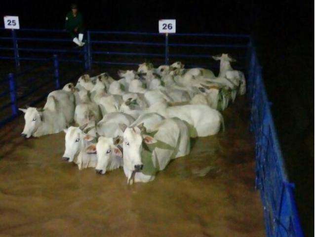 &Aacute;gua invade curral de frigor&iacute;fico, for&ccedil;a retirada de gado e prejudica abates