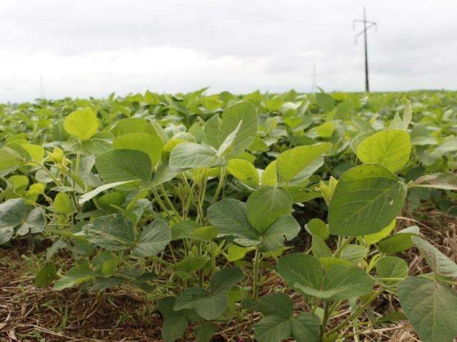 Clima ajuda, plantio &eacute; conclu&iacute;do e produtor espera safra recorde de soja