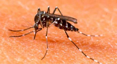 Iguatemi, Itaquiraí, São Gabriel e Selvíria estão com epidemia de dengue