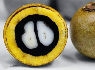 A bocaiúva ou a macaúba são frutos parentes e suas semelhanças são tantas que nem na foto dá pra notar diferença. (foto: Divulgação)