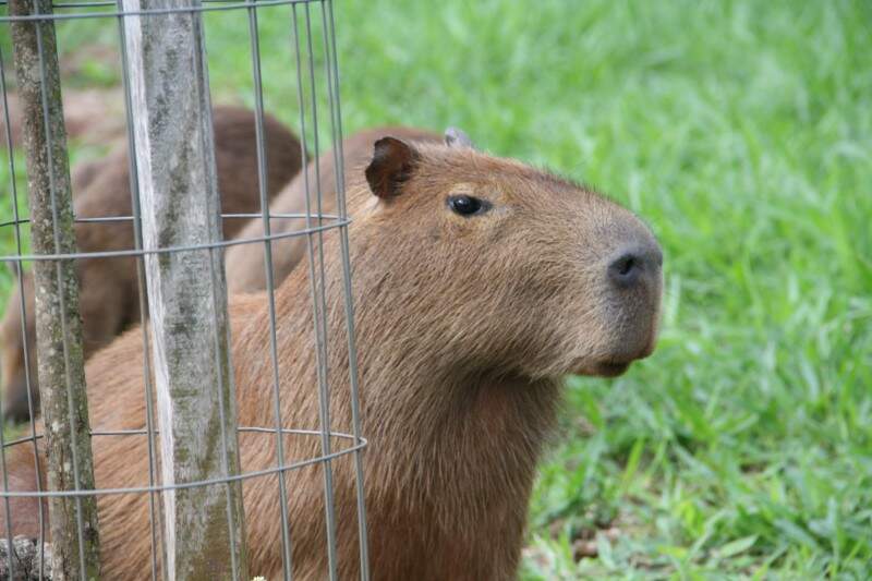 Vereador de SC sugere 'matança' de capivaras para conter aumento  populacional da espécie, Santa Catarina