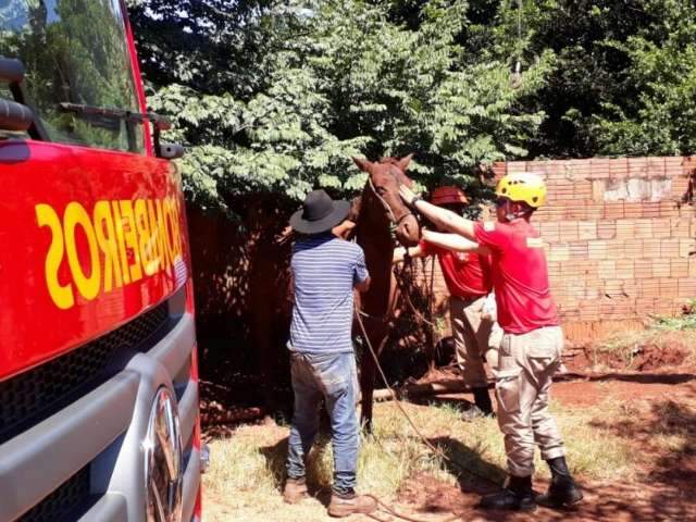 Bombeiros resgatam cavalo que caiu em fossa 2h depois, usando guincho