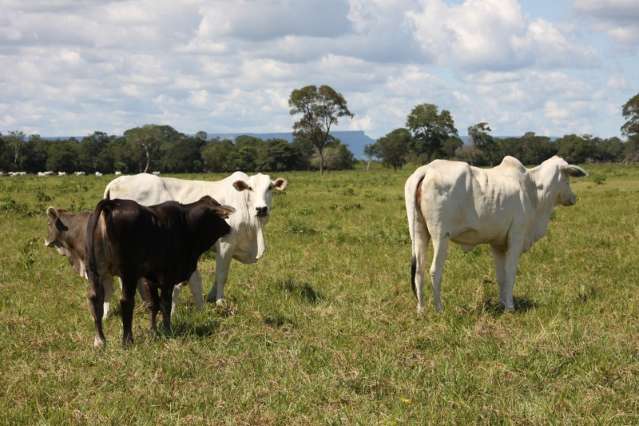 Criador ensina pecu&aacute;ria que &ldquo;protege&rdquo; o Pantanal e atrai 400 &quot;alunos&quot;