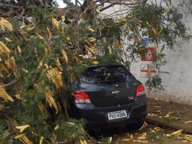 Vendaval de 5 minutos derruba &aacute;rvores, destelha casas e deixa feridos