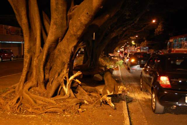  Caminh&atilde;o derruba galho de &aacute;rvore e para tr&acirc;nsito na Mato Grosso