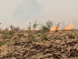Gado aprisionado pelos chamas que se alastram pela região pantaneira (Foto: Angelo Rabelo/IHP)