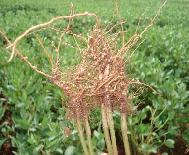 Micronutriente nas folhas de soja melhora produtividade, diz pesquisador