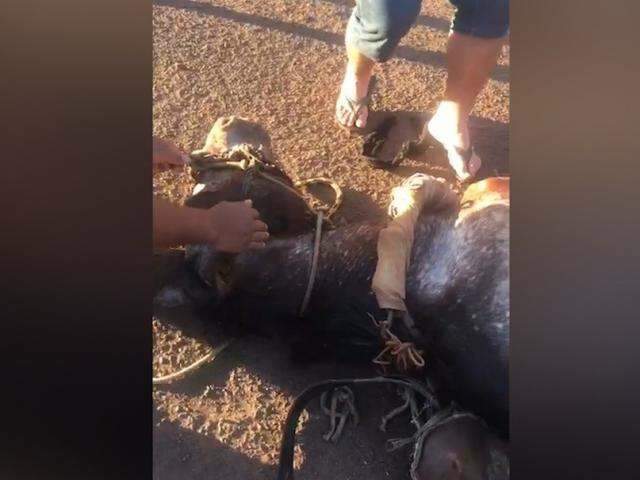 Capataz é multado por deixar cavalo morrer amarrado em poste de madeira -  Meio Ambiente - Campo Grande News