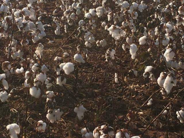 Frio deve atrasar in&iacute;cio da colheita do algod&atilde;o na regi&atilde;o norte de MS