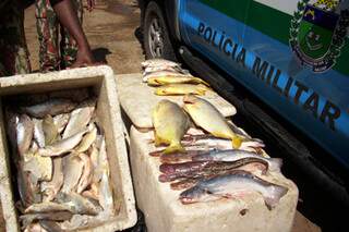 Peixes apreendidos durante a Piracema. (Foto: Divulgação/PMA).