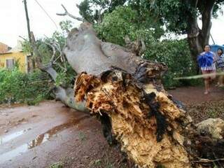 Árvore foi derrubada pelo vento no bairro Aero  Rancho. (Foto: Henrique Kawaminami)