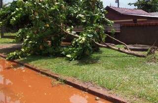 Ruas foram alagados e árvores e galhos arrancados com a força do vento, em Bela Vista. (Foto: TNG Informa) 
