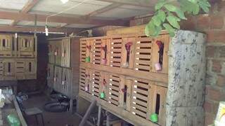 Galos eram mantidos confinados em caixas de madeira (Divulgação/ PMA)